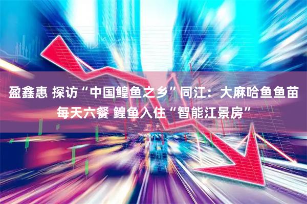 盈鑫惠 探访“中国鳇鱼之乡”同江：大麻哈鱼鱼苗每天六餐 鳇鱼入住“智能江景房”